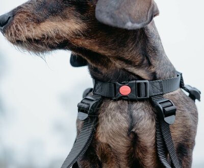 BUDDYRIDER | TECKEL FIETSMAND