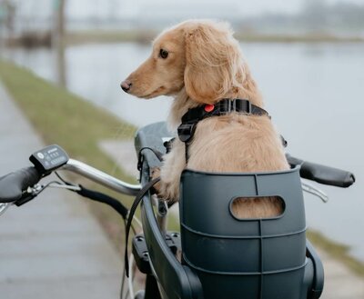 BUDDYRIDER | TECKEL FIETSMAND