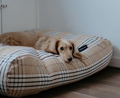BODY SHAPING DOGBED | BURBERRY