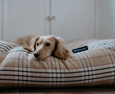BODY SHAPING DOGBED | BURBERRY