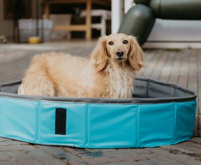DACHSHUND DOG SWIMMING POOL | LOW ENTRENCE