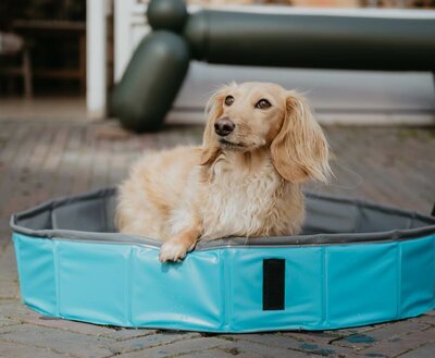 DACHSHUND DOG SWIMMING POOL | LOW ENTRENCE