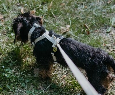 TECKEL PUPPY BEGINSET | HENNEP | CRÈME