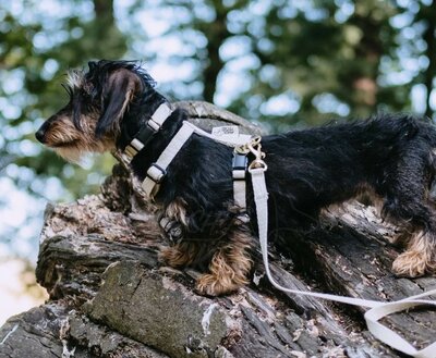 TECKEL PUPPY BEGINSET | HENNEP | CRÈME