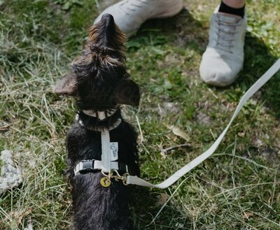 TECKEL PUPPY BEGINSET | HENNEP | CRÈME