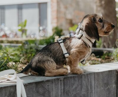 TECKEL PUPPY BEGINSET | HENNEP | CRÈME