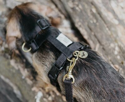 TECKEL PUPPY BEGINSET | HENNEP | ZWART
