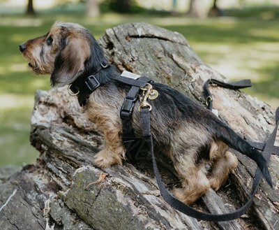 TECKEL PUPPY BEGINSET | HENNEP | ZWART