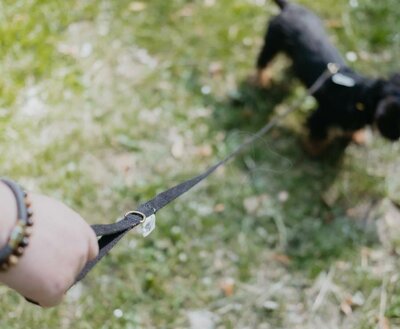 TECKEL PUPPY BEGINSET | HENNEP | ZWART