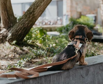 TECKEL PUPPY BEGINSET | HENNEP | BRUIN
