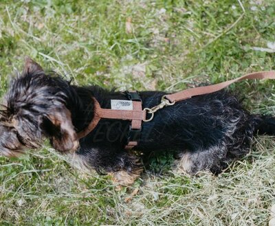 TECKEL PUPPY BEGINSET | HENNEP | BRUIN