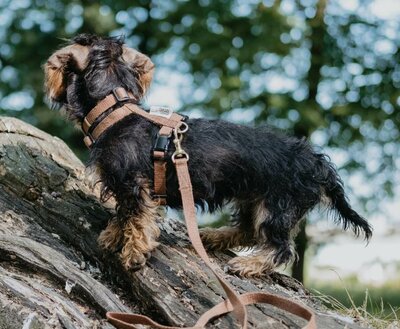 TECKEL PUPPY BEGINSET | HENNEP | BRUIN