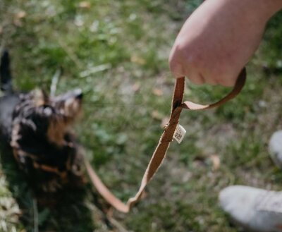 TECKEL PUPPY BEGINSET | HENNEP | BRUIN