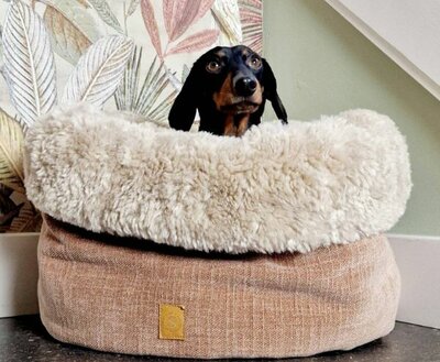 DACHSHUND BED | BLUSH
