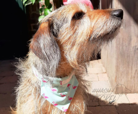 BANDANA | FLAMINGO
