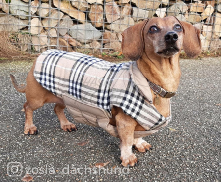 TECKEL JAS | WATERAFSTOTEND | BURBERRY / BEIGE