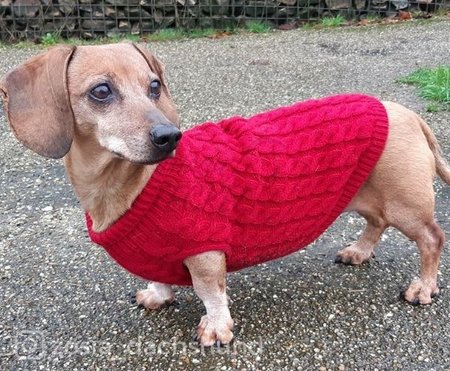 TECKEL KABELTRUI | BORDEAUX ROOD