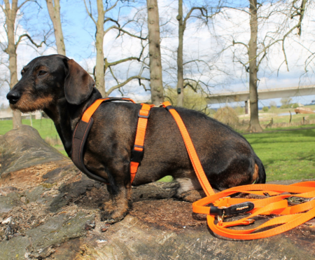 FOLLOW START TECKEL TUIG | BRUIN / ORANJE | NIGGELOH