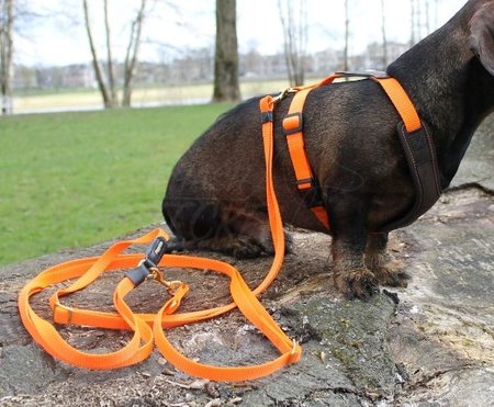 START LANGE HONDEN (SCHOUDER) RIEM | ORANJE | NIGGELOH
