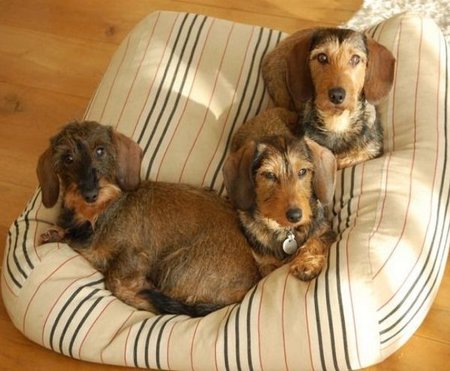 LICHAAMSVORMEND HONDENBED | KATOEN | COUNTRY