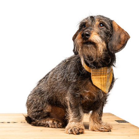 BANDANA | TWEED & TARTAN GEEL