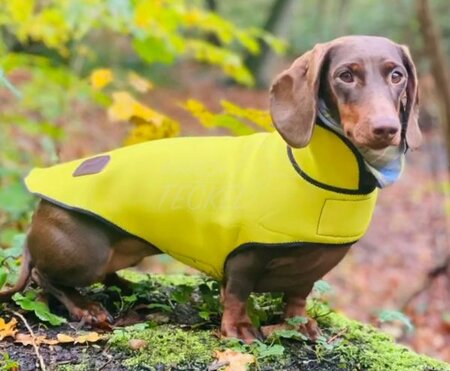 DACHSHUND WINTERCOAT FLEECE | WATERPROOF NEOPRENE | YELLOW