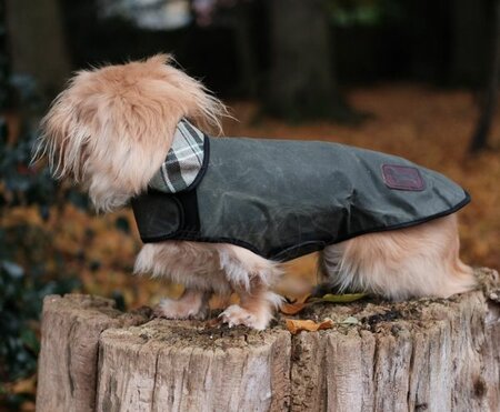 DACHSHUND WAX COAT | WATER REPELLENT | GREEN