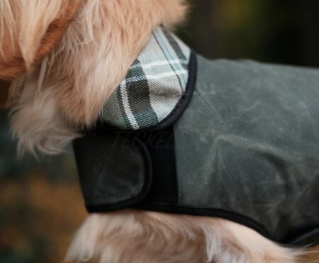 DACHSHUND WAX COAT | WATER REPELLENT | GREEN