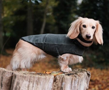 DACHSHUND WAX COAT | WATER REPELLENT | GREEN