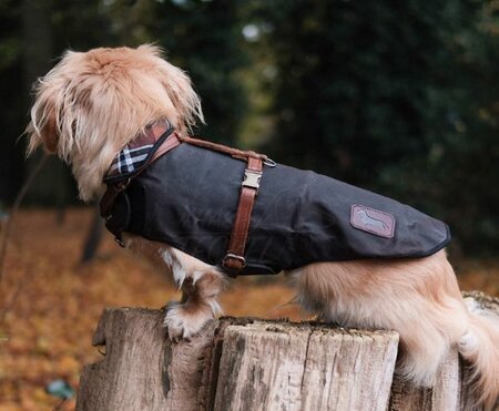 DACHSHUND WAX COAT | WATER REPELLENT | BROWN