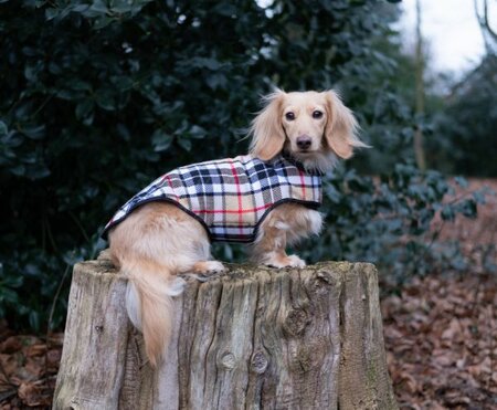 DACHSHUND FLEECE COAT| FLEECE LINED | BURBERRY