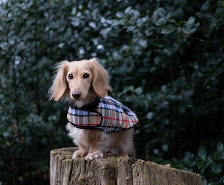 DACHSHUND FLEECE COAT| FLEECE LINED | BURBERRY