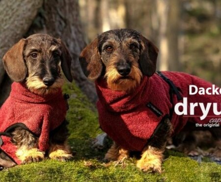 TECKEL BADJAS | BORDEAUX ROOD