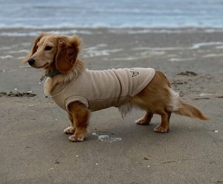 DACHSHUND SWEATER | TREKFIT | BEIGE