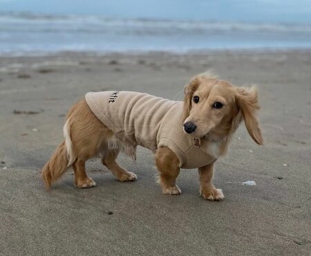 DACHSHUND SWEATER | TREKFIT | BEIGE