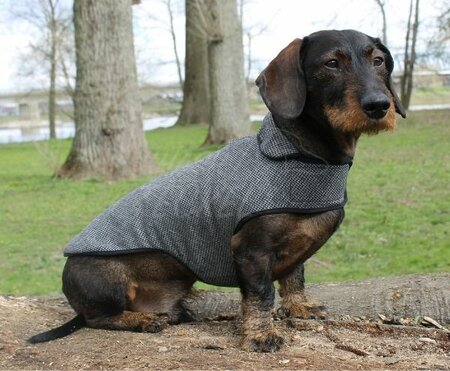 DACHSHUND IN BETWEEN COAT | WOOL | GREY