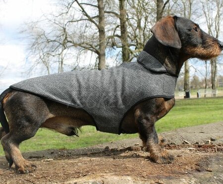 DACHSHUND IN BETWEEN COAT | WOOL | GREY