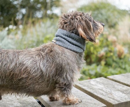 DACHSHUND TURTLENECK SCARF | WOOL | GRAY