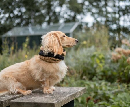 DACHSHUND TURTLENECK SCARF | WOOL | BEIGE STRIPED