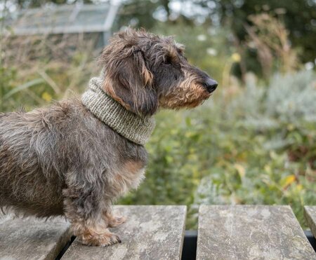 DACHSHUND TURTLENECK SCARF | WOOL | BEIGE