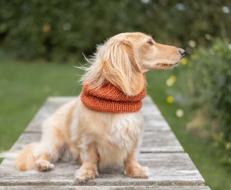 DACHSHUND TURTLENECK SCARF | WOOL | RUSTY ORANGE