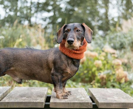 DACHSHUND TURTLENECK SCARF | WOOL | RUSTY ORANGE