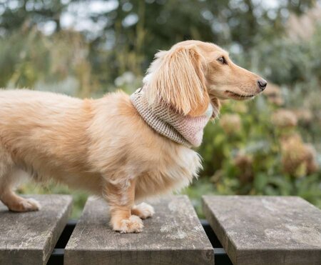 DACHSHUND TURTLENECK SCARF | WOOL | PINK BEIGE