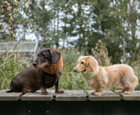 DACHSHUND TURTLENECK SCARF | TEDDY FLEECE | BROWN