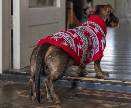 TECKEL KERSTTRUI | DONKERROOD