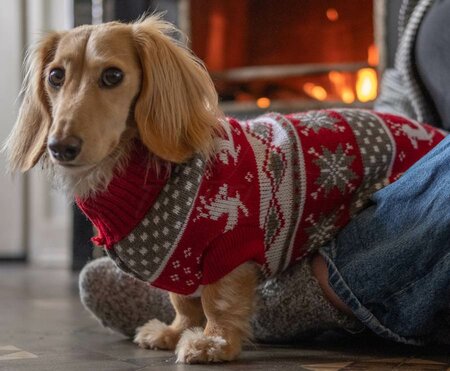 TECKEL KERSTTRUI | DONKERROOD