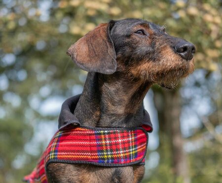 DACHSHUND FLEECE COAT| FLEECE LINED | TARTAN RED 