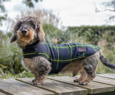 DACHSHUND FLEECE COAT| FLEECE LINED | TARTAN BLUE