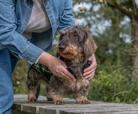 DACHSHUND FLEECE COAT| FLEECE LINED | TARTAN BLUE