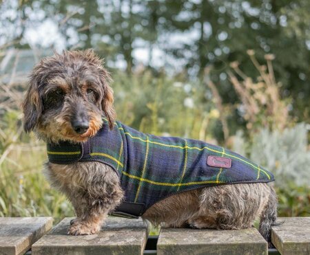 DACHSHUND FLEECE COAT| FLEECE LINED | TARTAN BLUE